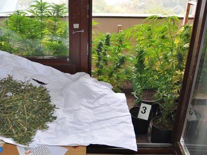 Die Cannabis-Plantage wurde in einer Wohnung in Krems ausgehoben.