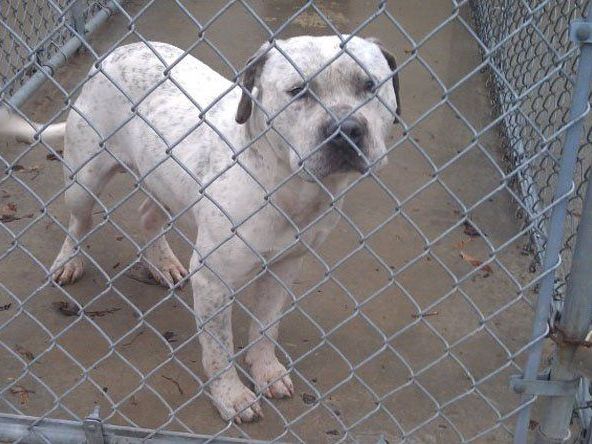 Dieser Hund sollte eingeschläfert werden, weil sein Besitzer ihn für schwul hielt. Dieser Hund sollte eingeschläfert werden, weil sein Besitzer ihn für schwul hielt.