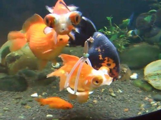 Diese behinderte Goldfischdame kann dank eines selbstgebastelten Geschirrs wieder schwimmen. Diese behinderte Goldfischdame kann dank eines selbstgebastelten Geschirrs wieder schwimmen.