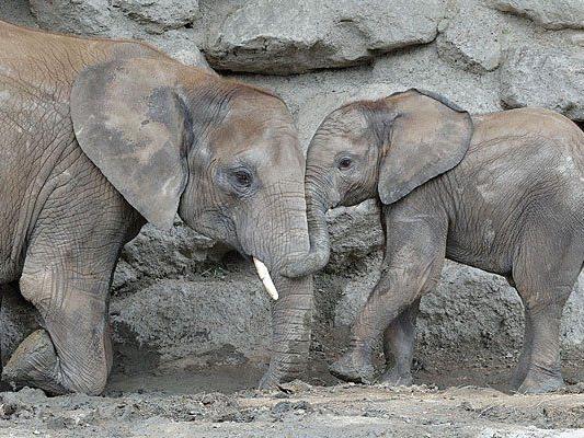 Mit einem neuen Erlebnisgutschein kommt man den Elefanten in Schönbrunn so nah wie noch nie