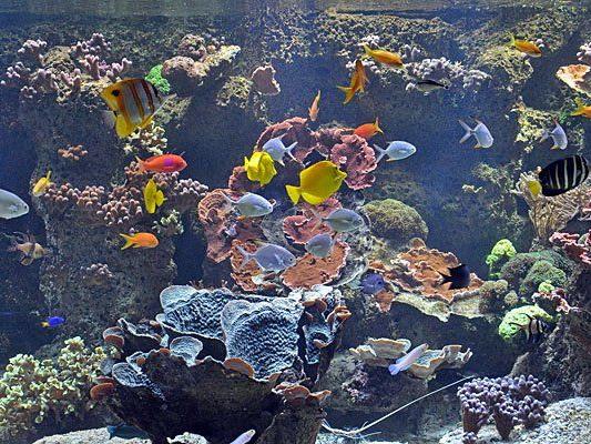 Prachtvoll: Das Steinkorallenbecken im Haus des Meeres