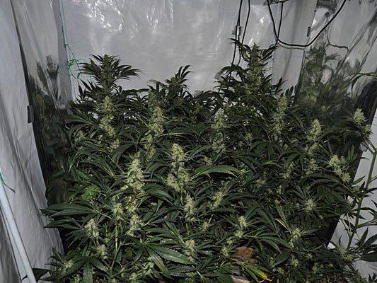 In einem Grow-Zelt in einer Wohnung in Krems fanden Beamte diese Cannabis-Pflanzen