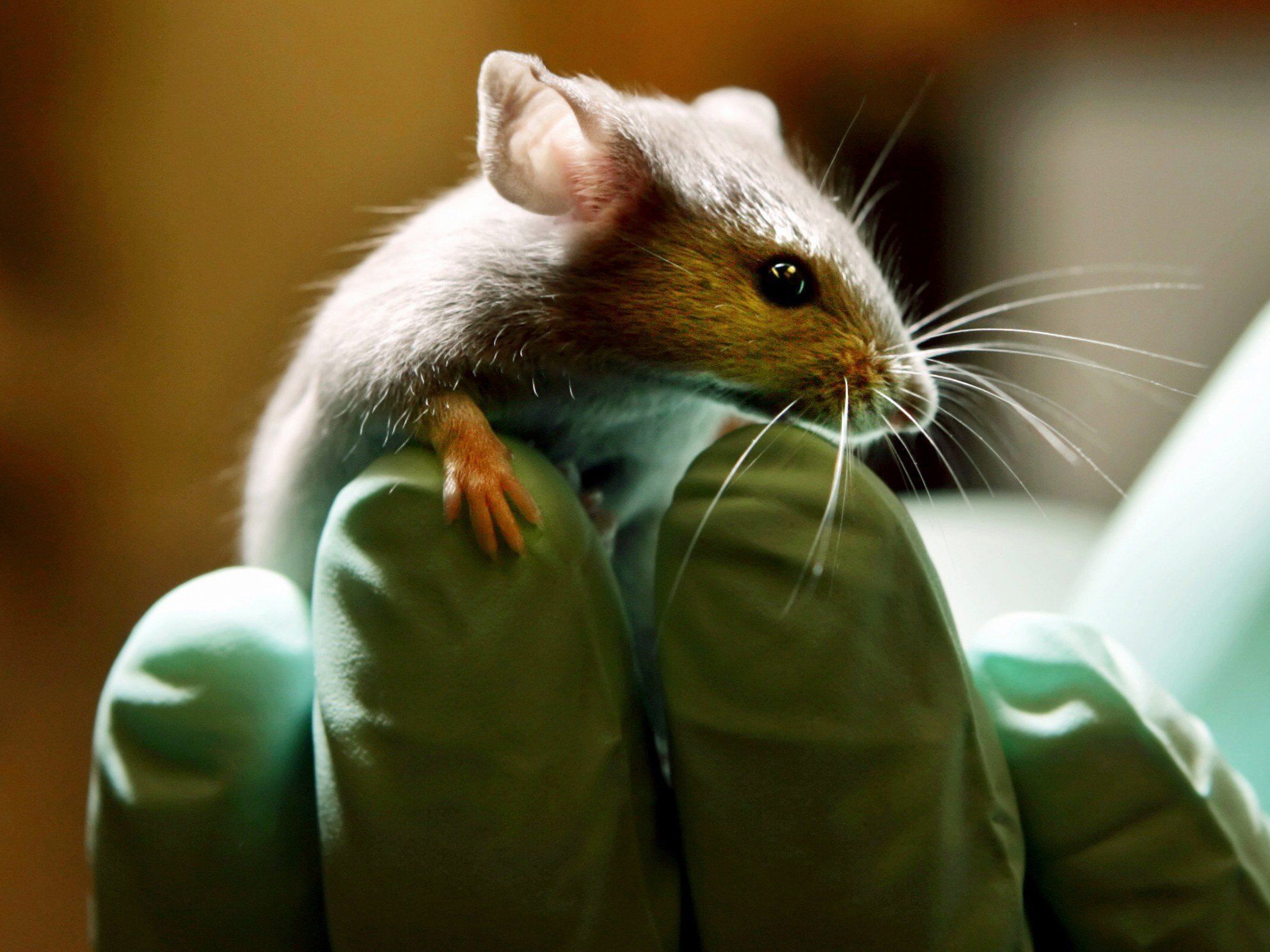 Bei Untersuchungen mit Mäusen hat das Dickkopf-1-Protein die Neuentstehung von Nervenzellen gebremst. Bei Untersuchungen mit Mäusen hat das Dickkopf-1-Protein die Neuentstehung von Nervenzellen gebremst.