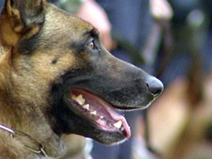 Ein Polizeihund fand in Alsergrund einen Einbrecher Ein Polizeihund fand in Alsergrund einen Einbrecher