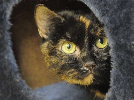 Die Tierschützer schließen nicht aus, dass dem Vierbeiner die Flüssigkeit extra eingeflößt wurde. Die Tierschützer schließen nicht aus, dass dem Vierbeiner die Flüssigkeit extra eingeflößt wurde.