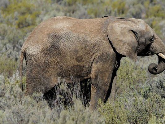 Um die Population der Elefanten in Zentralafrika steht es schlecht. Um die Population der Elefanten in Zentralafrika steht es schlecht.
