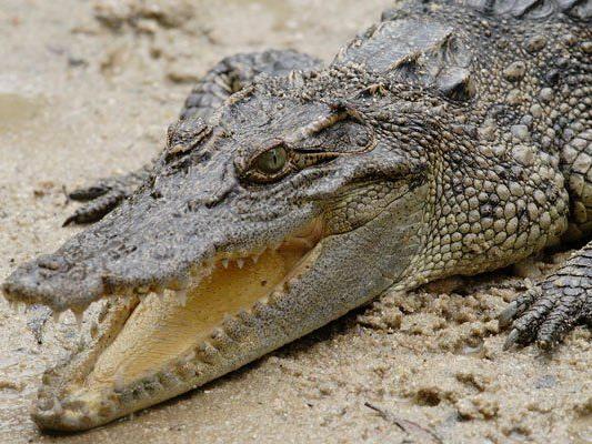 Das "neue" größte Krokodil der Welt kommt aus Australien
