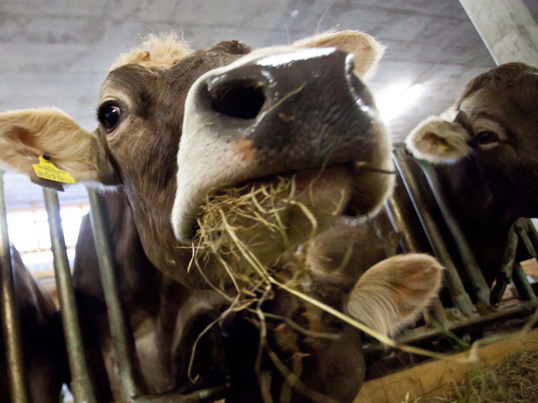 Von Rind zu Rind kann das Bakterium durch Einatmen, ausgehustete Tröpfchen sowie infiziertes Wasser und Futter übertragen werden.