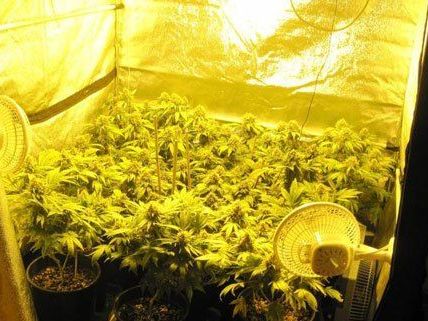 Wien-Simmering: Cannabispflanzen in Wohnung aufgefunden Wien-Simmering: Cannabispflanzen in Wohnung aufgefunden