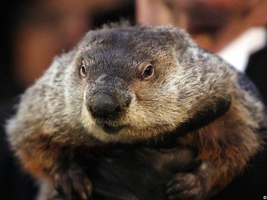 Murmeltier Phil lag bei Wetterprognose daneben Murmeltier Phil lag bei Wetterprognose daneben