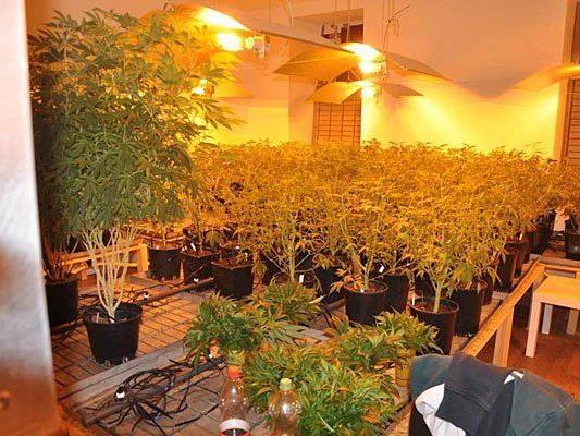 Diese Riesenplantage mit Cannabis fand man in einer Wohnung in Wien-Leopoldstadt