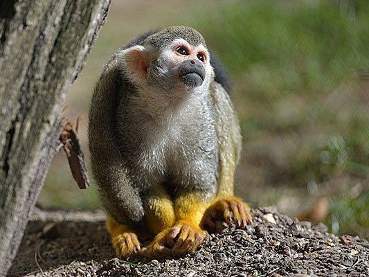 Ein kleiner Totenkopfaffe genießt den Frühling in Schönbrunn