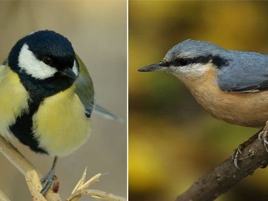 Von Kohlmeise bis Kleiber: Die schönsten Vogelstimmen kann man im Tiergarten Schönbrunn unterscheiden lernen Von Kohlmeise bis Kleiber: Die schönsten Vogelstimmen kann man im Tiergarten Schönbrunn unterscheiden lernen
