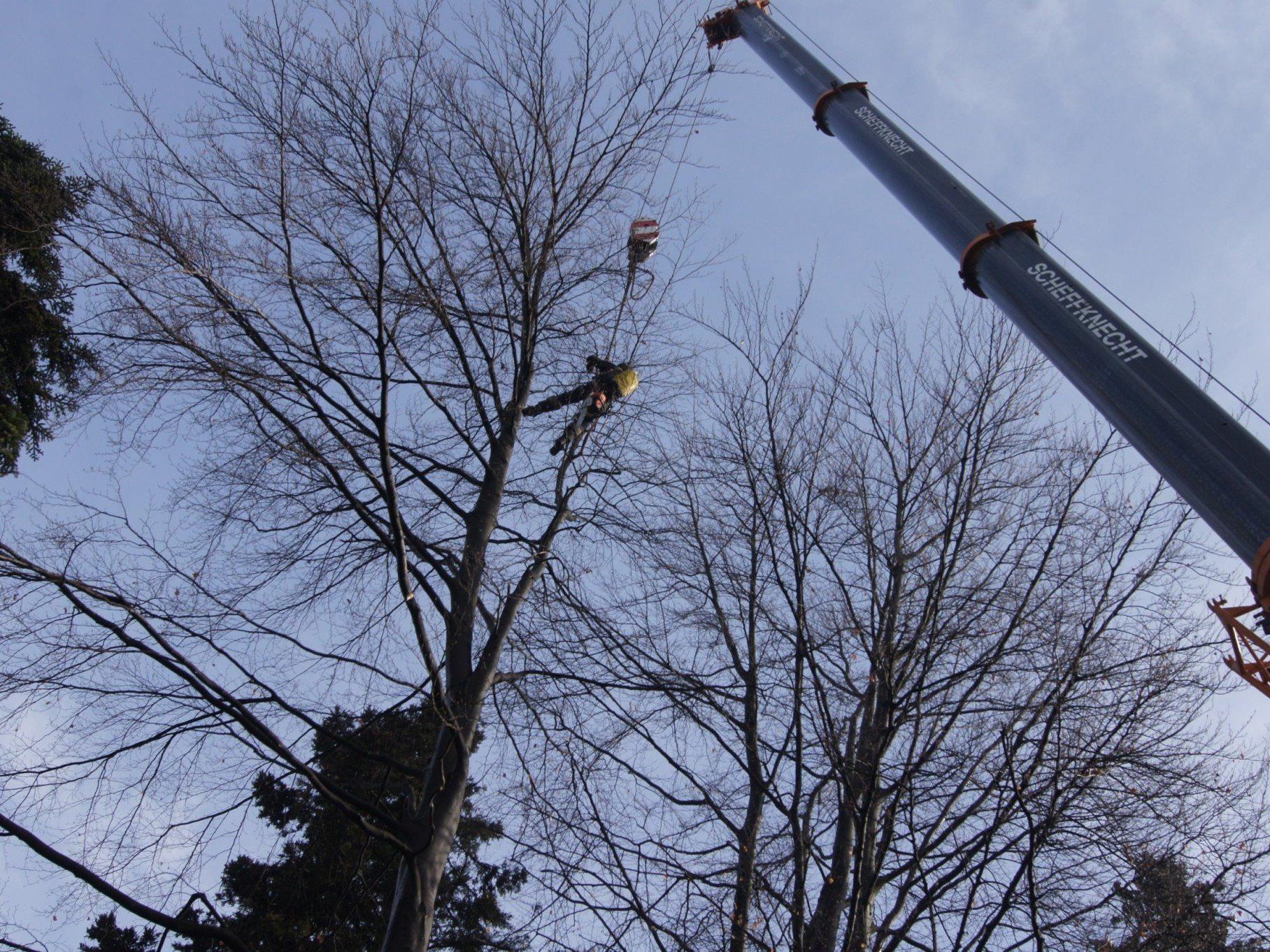 Fachgerecht wurden die Bäume von der Firma Christoph Ölz entfernt.