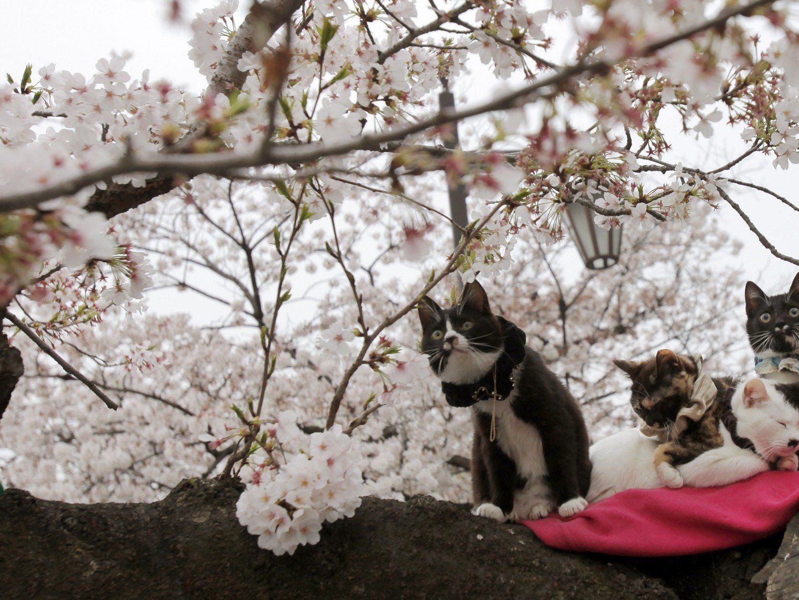 Nur einmal in mehr als 60 Jahren blühten die Bäume noch früher. Nur einmal in mehr als 60 Jahren blühten die Bäume noch früher.