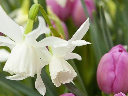 Die Blumenbeete im öffentlichen Raum werden in den kommenden Tagen bepflanzt. Die Blumenbeete im öffentlichen Raum werden in den kommenden Tagen bepflanzt.