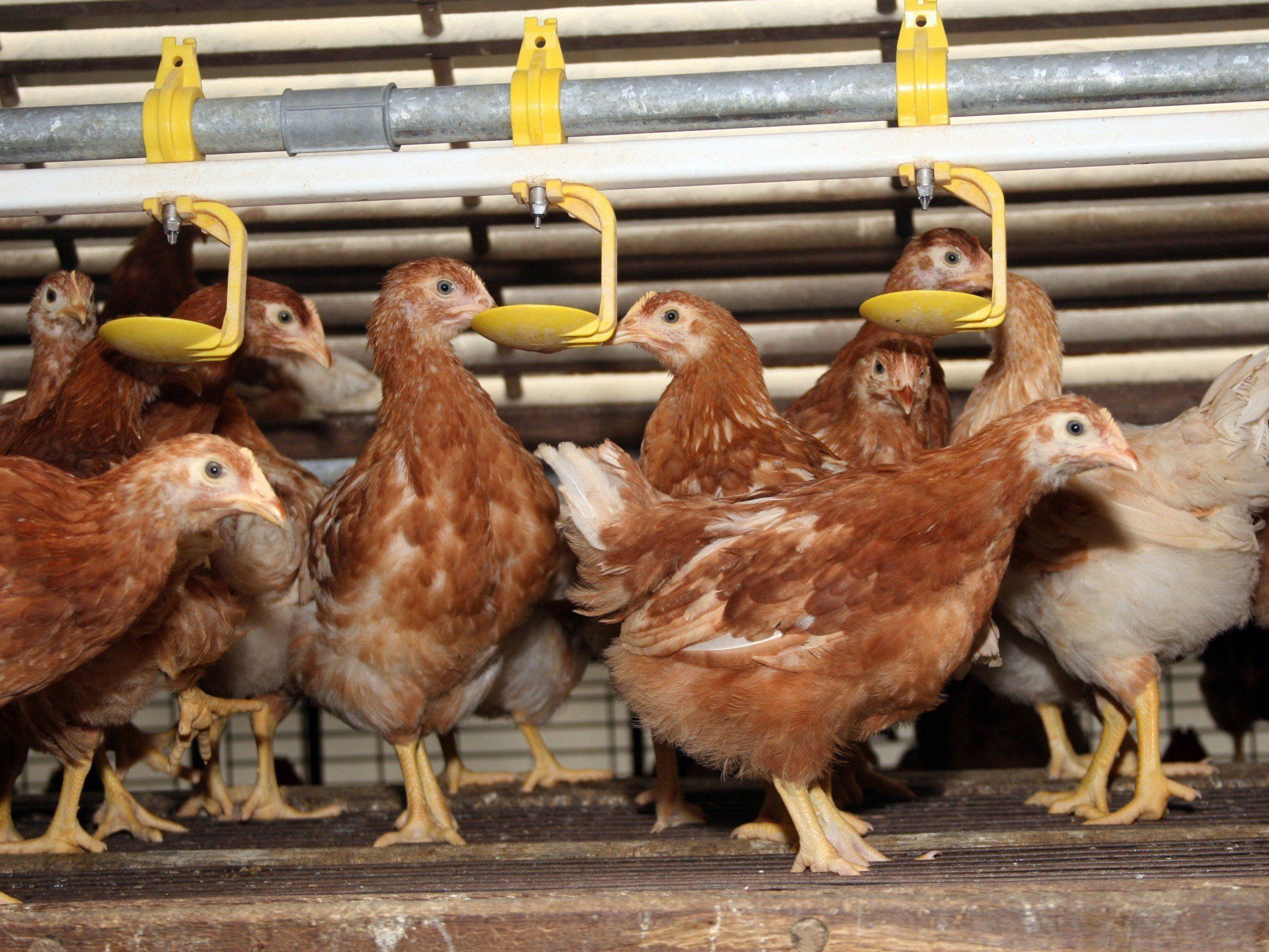 Bauer wartete zweite Probe nicht ab. Bauer wartete zweite Probe nicht ab.