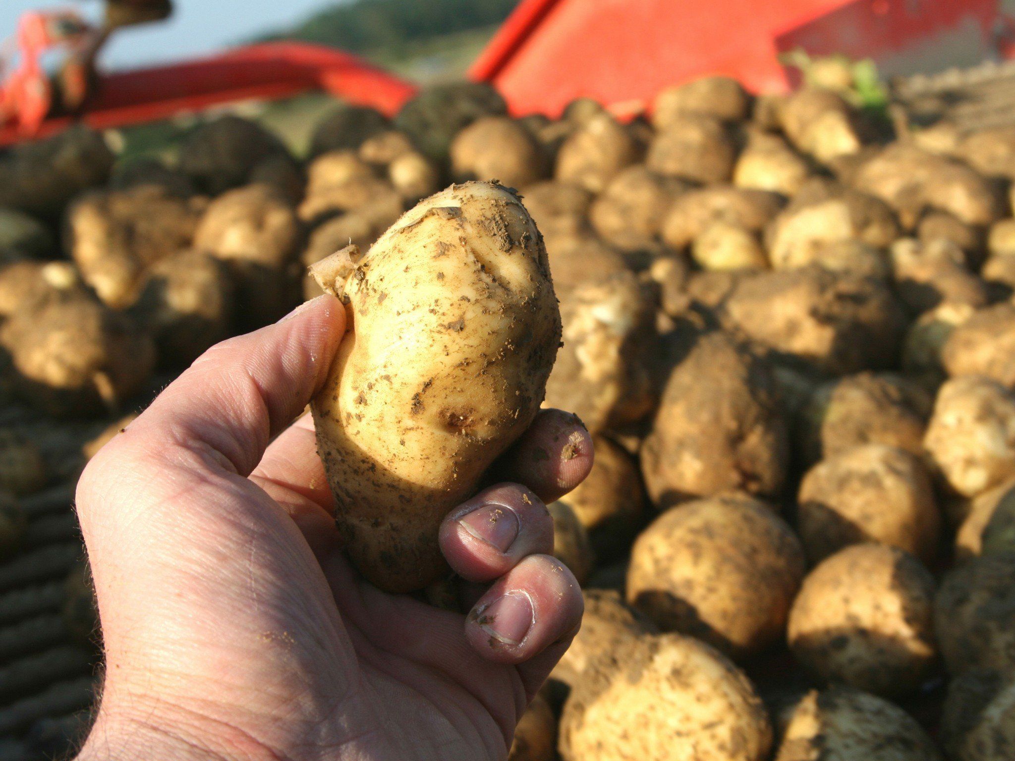 Wissenschafter sehen einige für die Schweiz interessante GV-Sorten. Wissenschafter sehen einige für die Schweiz interessante GV-Sorten.
