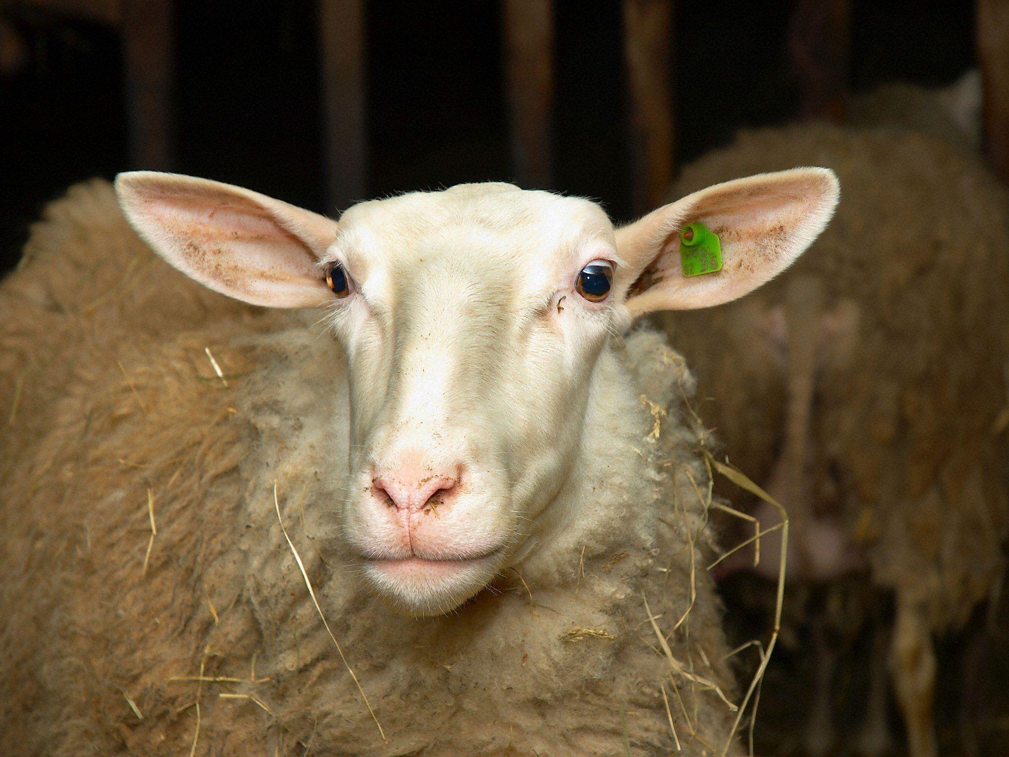 Schafzüchter macht Umweltverschmutzung verantwortlich.