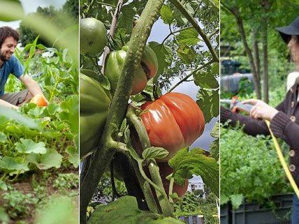Urban Gardening kann ganz unterschiedliche Formen haben. Urban Gardening kann ganz unterschiedliche Formen haben.