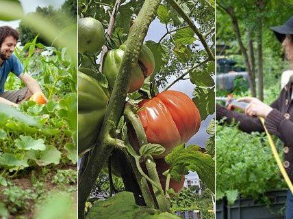 Urban Gardening kann ganz unterschiedliche Formen haben.