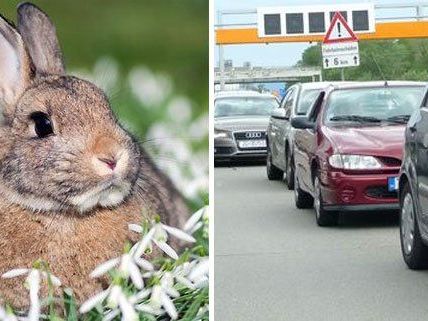 Der Osterhase bringt zum Ferienbeginn leider auch Staus mit sich. Der Osterhase bringt zum Ferienbeginn leider auch Staus mit sich.