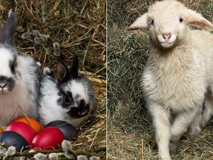 Der Bauernhof im Tiergarten Schönbrunn freut sich vor Ostern über Nachwuchs.