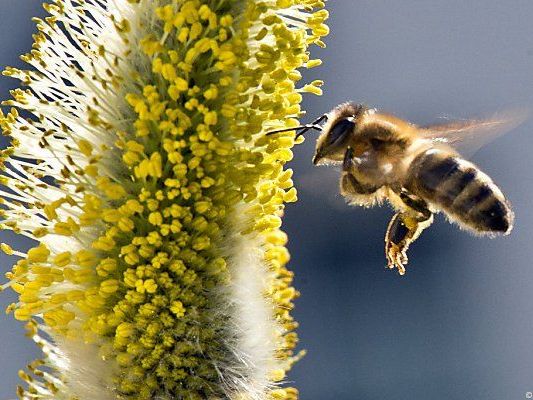 Umweltorganisation fürchtet weiteres Bienensterben Umweltorganisation fürchtet weiteres Bienensterben