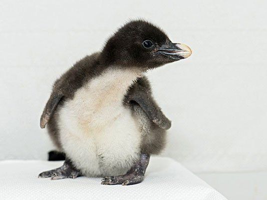 Noch klein, aber schon sehr aufgeweckt: Die Baby-Felsenpinguine