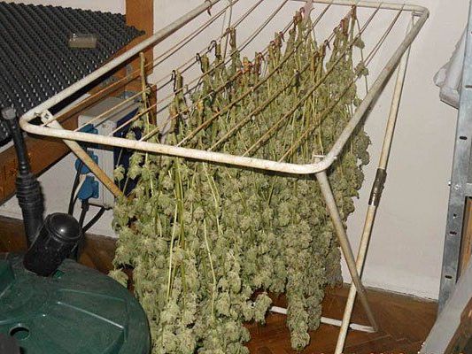 In der Wohnung in Penzing wurde Marihuana in großem Stil aufgezüchtet und getrocknet In der Wohnung in Penzing wurde Marihuana in großem Stil aufgezüchtet und getrocknet