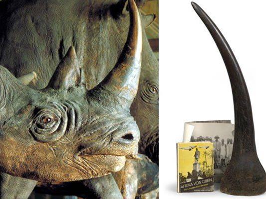 Ein solches Rhino-Horn (rechts) ersteigerte der Tierpräparator im Dorotheum
