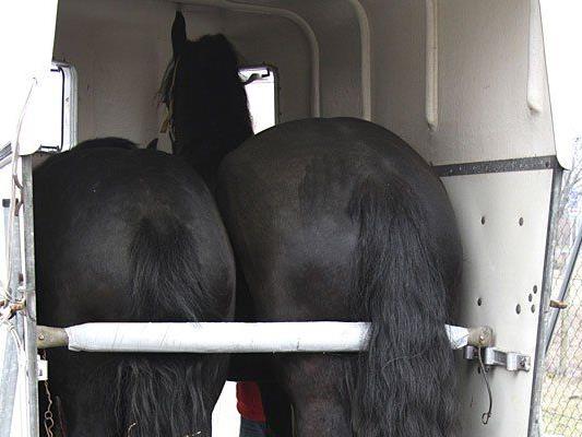 Sechs Pferde wurden ohne Einhaltung vom Tiertransportgesetz transportiert