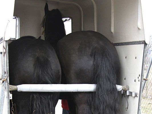 Sechs Pferde wurden ohne Einhaltung vom Tiertransportgesetz transportiert Sechs Pferde wurden ohne Einhaltung vom Tiertransportgesetz transportiert