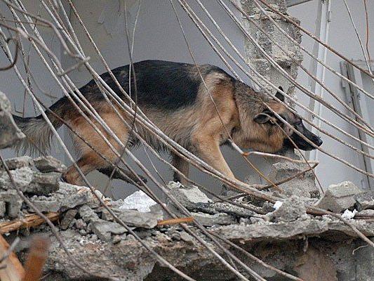 Am Tag des Rettungshundes zeigen ganz besondere Helfer, was sie können
