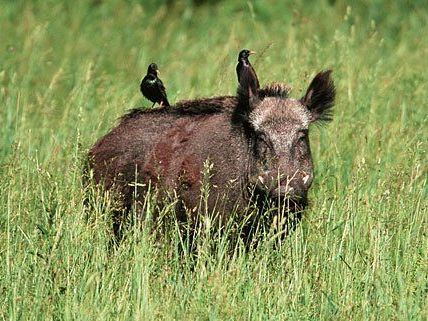 Ein oftmaliger Anblick im Lainzer Tiergarten - nicht nur beim Frühlingsfest: Wildschweine