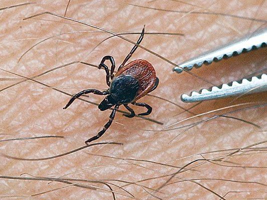 Der Frühling ist die beste Zeit zur Zecken-Impfung Der Frühling ist die beste Zeit zur Zecken-Impfung