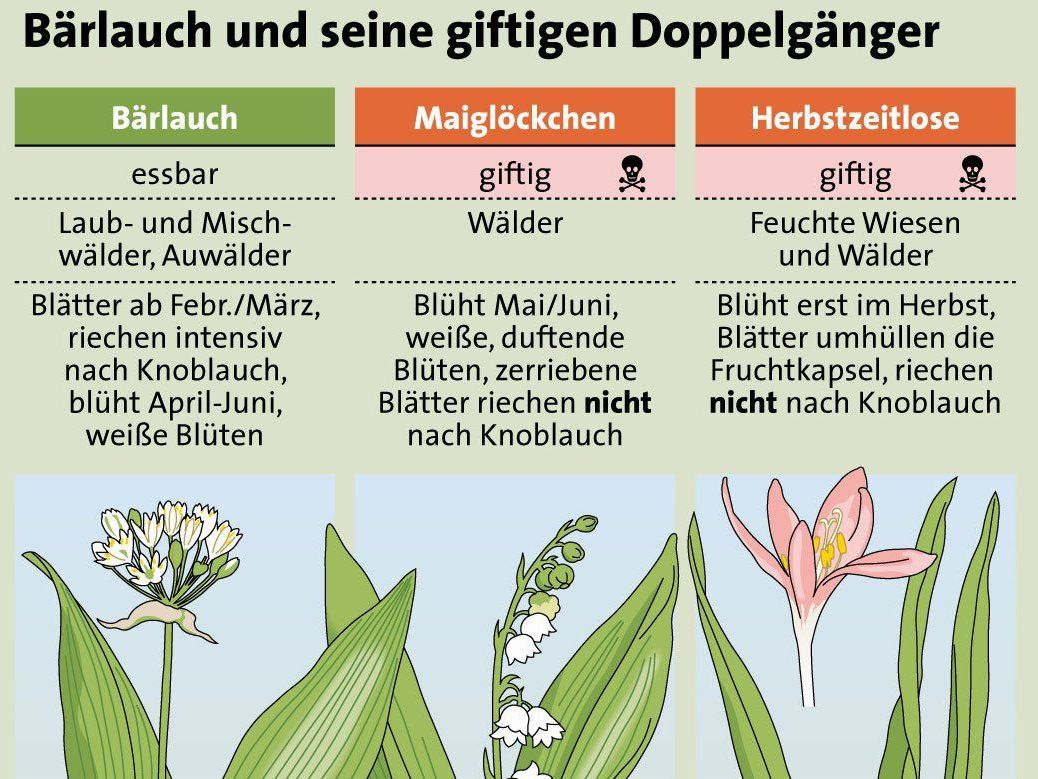 Giftige Maiglöckchen und Herbstzeitlose haben täuschend ähnliche Blätter. Giftige Maiglöckchen und Herbstzeitlose haben täuschend ähnliche Blätter.