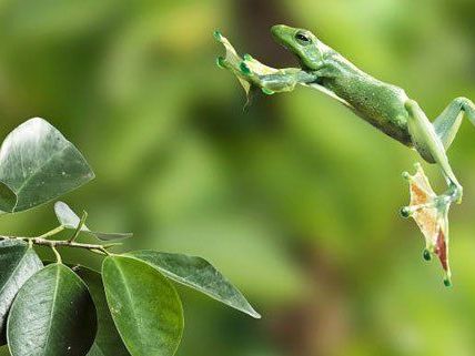 Im Tiergarten Schönbrunn fliegen diese grünen Luftkünstler umher. Im Tiergarten Schönbrunn fliegen diese grünen Luftkünstler umher.