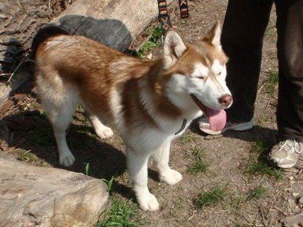 Die Polizei bittet um Hinweise auf den Besitzer dieses Hundes. Die Polizei bittet um Hinweise auf den Besitzer dieses Hundes.