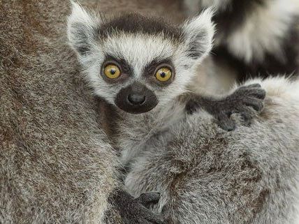 Putzige Kattas im Tiergarten Schönbrunn in Wien.