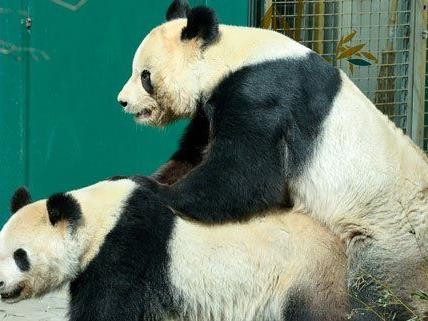 Der Tiergarten Schönbrunn hofft nach der Panda-Paarung auf Nachwuchs.