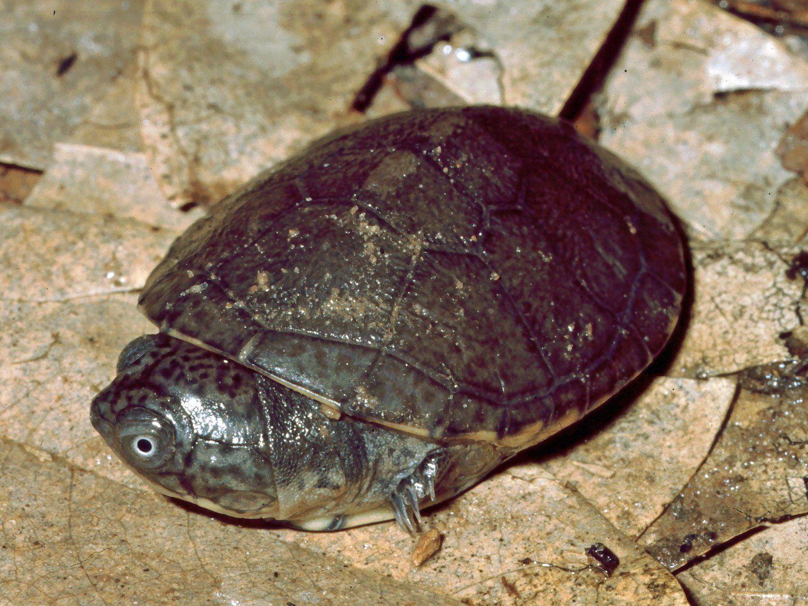 Die weitverbreitete Klappbrustschildkröte Pelusios castaneus bekam durch einen Fehler einen "ausgestorbenen Doppelgänger" von den Seychellen. Die weitverbreitete Klappbrustschildkröte Pelusios castaneus bekam durch einen Fehler einen "ausgestorbenen Doppelgänger" von den Seychellen.