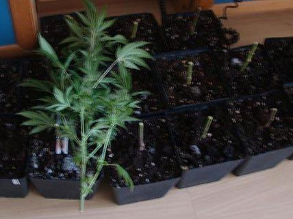 Die Polizei stellte mehrere Cannabis-Pflanzen in der Wohnung sicher.