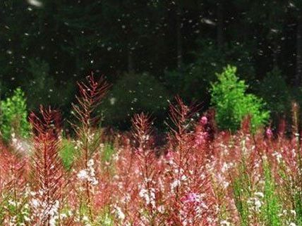 Das frühsommerliche Wetter verstärkt den Pollenflug. Das frühsommerliche Wetter verstärkt den Pollenflug.
