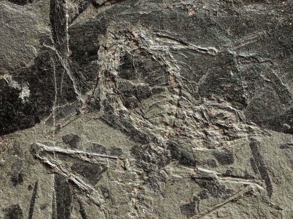 Kleinwüchsigen Saurier-Verwandten mit langem Hals und langem Schwanz oberhalb von Seefeld entdeckt. Kleinwüchsigen Saurier-Verwandten mit langem Hals und langem Schwanz oberhalb von Seefeld entdeckt.