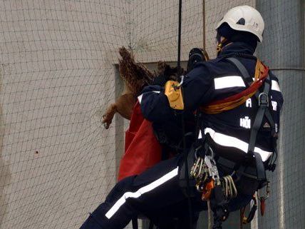 Am Dienstag wurde in Wien-Währing ein Uhu von der Feuerwehr gerettet. Am Dienstag wurde in Wien-Währing ein Uhu von der Feuerwehr gerettet.