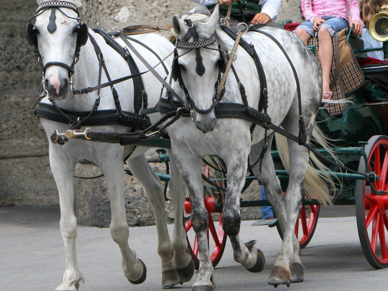 In Bad Gastein verunglückte ein Kutschengespann. In Bad Gastein verunglückte ein Kutschengespann.