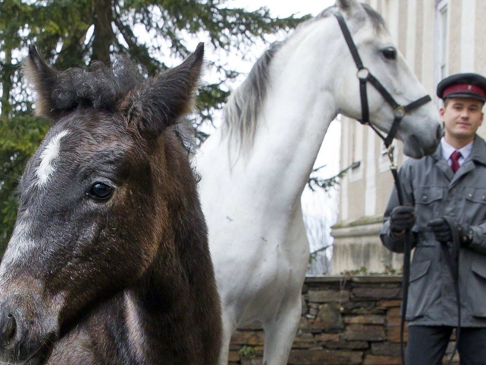 Heuer wurden in Piber 48 Lipizzanerfohlen geboren. Heuer wurden in Piber 48 Lipizzanerfohlen geboren.