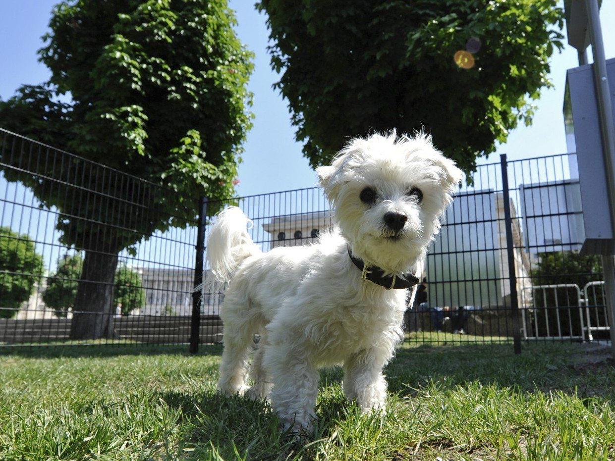 Wien bekommt im Jahr 2013 sieben neue Hundezonen.