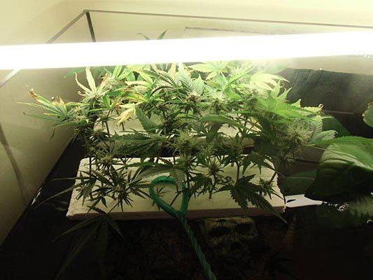 Diese Cannabisplantage fand man bei einer Hausdurchsuchung im Bezirk Tulln